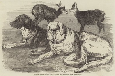 Männliche und weibliche Gämsen und Bernhardinerhunde, im Besitz von Mr. Albert Smith von Harrison William Weir